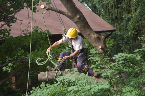 Reliable Dacono, CO Tree Care Solutions